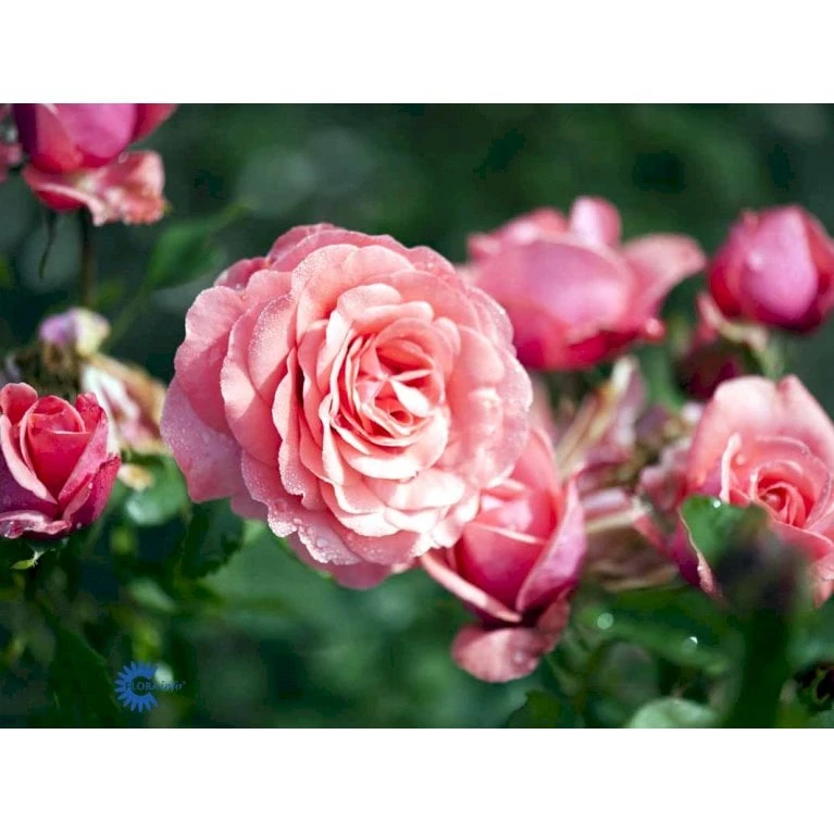 'Elaine Paige'™ Rosa X 'Elaine Paige'™ (Storblomstrende) A-Kvalitet,- Barrods Roser Min. 3 Grene 8 'Elaine Paige'™ Rosa X 'Elaine Paige'™ (Storblomstrende) A-Kvalitet,- Barrods Roser Min. 3 Grene - Billede 8