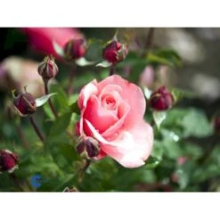 'Elaine Paige'™ Rosa X 'Elaine Paige'™ (Storblomstrende) A-Kvalitet,- Barrods Roser Min. 3 Grene 17 'Elaine Paige'™ Rosa X 'Elaine Paige'™ (Storblomstrende) A-Kvalitet,- Barrods Roser Min. 3 Grene -Sirius Butik fi5425 rosa elaine paige tm e95f