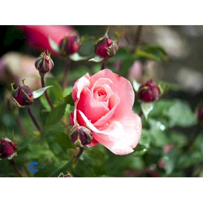 'Elaine Paige'™ Rosa X 'Elaine Paige'™ (Storblomstrende) A-Kvalitet,- Barrods Roser Min. 3 Grene 9 'Elaine Paige'™ Rosa X 'Elaine Paige'™ (Storblomstrende) A-Kvalitet,- Barrods Roser Min. 3 Grene - Billede 9