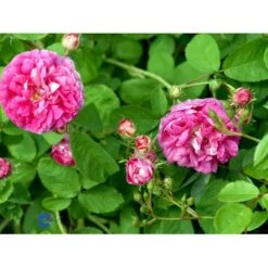 'Aimable Amié' Rosa Gallica 'Aimable Amié' (Gallicarose) A-Kvalitet,- Barrods Roser Min. 3 Grene -Sirius Butik fi5438 rosa gallica aimable amie 36db