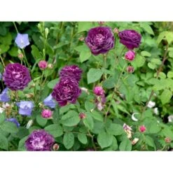 'Cardinal De Richelieu' Rosa Gallica 'Cardinal De Richelieu' (Gallicarose) A-Kvalitet,- Barrods Roser Min. 3 Grene -Sirius Butik fi5444 rosa gallica cardinal de richelieu c9b0