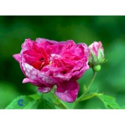 'Charles De Mills' Rosa Gallica 'Charles De Mills' (Gallicarose) A-Kvalitet,- Barrods Roser Min. 3 Grene -Sirius Butik fi5445 rosa gallica charles de mills 0732