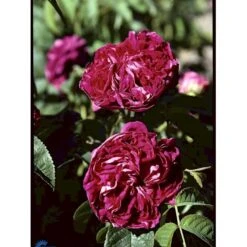 'Charles De Mills' Rosa Gallica 'Charles De Mills' (Gallicarose) A-Kvalitet,- Barrods Roser Min. 3 Grene -Sirius Butik fi5445 rosa gallica charles de mills 1c03