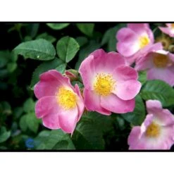 'Complicata' Rosa Gallica 'Complicata' (Gallicarose) A-Kvalitet,- Barrods Roser Min. 3 Grene 5 'Complicata' Rosa Gallica 'Complicata' (Gallicarose) A-Kvalitet,- Barrods Roser Min. 3 Grene -Sirius Butik fi5446 rosa gallica complicata 7689