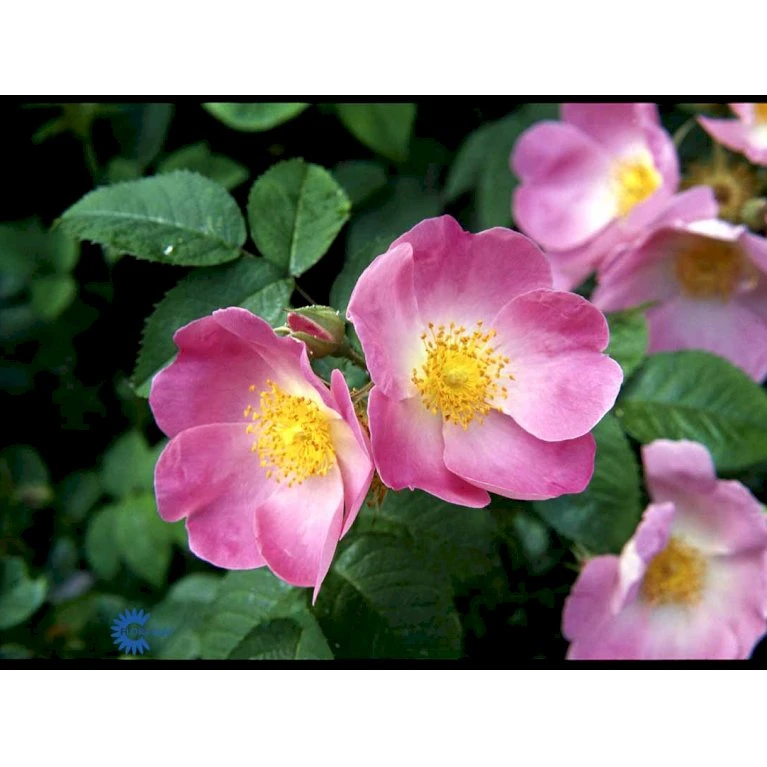 'Complicata' Rosa Gallica 'Complicata' (Gallicarose) A-Kvalitet,- Barrods Roser Min. 3 Grene 3 'Complicata' Rosa Gallica 'Complicata' (Gallicarose) A-Kvalitet,- Barrods Roser Min. 3 Grene - Billede 3