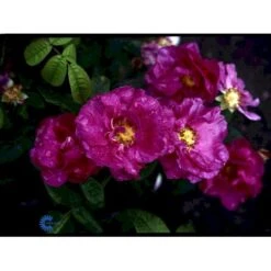 'Officinalis' Rosa Gallica 'Officinalis' (Gallicarose) A-Kvalitet,- Barrods Roser Min. 3 Grene -Sirius Butik fi5460 rosa gallica officinalis 4727