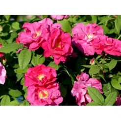 'Officinalis' Rosa Gallica 'Officinalis' (Gallicarose) A-Kvalitet,- Barrods Roser Min. 3 Grene -Sirius Butik fi5460 rosa gallica officinalis 59a8