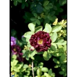 'Tuscany' Rosa Gallica 'Tuscany' (Gallicarose) A-Kvalitet,- Barrods Roser Min. 3 Grene -Sirius Butik fi5466 rosa gallica tuscany 7b69