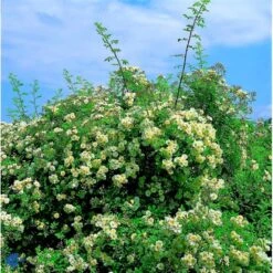 'Lykkefund' Rosa Helenae 'Lykkefund' (Slyngrose) A-Kvalitet,- Barrods Roser Min. 3 Grene -Sirius Butik fi5474 rosa helenae lykkefund 3e1c