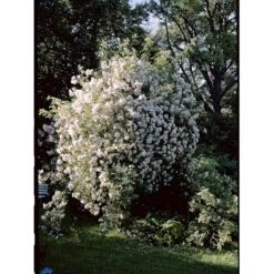 'Lykkefund' Rosa Helenae 'Lykkefund' (Slyngrose) A-Kvalitet,- Barrods Roser Min. 3 Grene -Sirius Butik fi5474 rosa helenae lykkefund 5b25