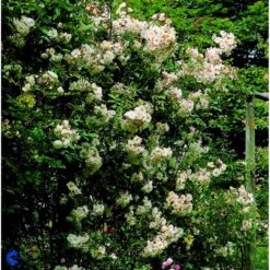'Lykkefund' Rosa Helenae 'Lykkefund' (Slyngrose) A-Kvalitet,- Barrods Roser Min. 3 Grene -Sirius Butik fi5474 rosa helenae lykkefund 6426