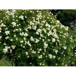 'Lykkefund' Rosa Helenae 'Lykkefund' (Slyngrose) A-Kvalitet,- Barrods Roser Min. 3 Grene -Sirius Butik fi5474 rosa helenae lykkefund cd8e
