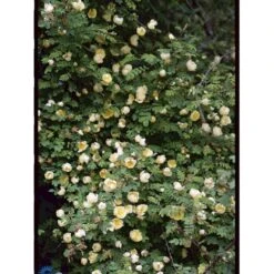 Gul Kinarose Rosa Hugonis (Hugo-rose) A-Kvalitet,- Barrods Roser Min. 3 Grene -Sirius Butik fi5477 rosa hugonis 9c69