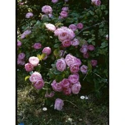 'Raubritter'® Rosa Macrantha 'Raubritter'® (Buskrose) A-Kvalitet,- Barrods Roser Min. 3 Grene -Sirius Butik fi5484 rosa macranta raubritter 2987