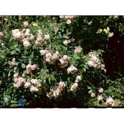 'Felicia' Rosa Moschata 'Felicia' (Moskusrose) A-Kvalitet,- Barrods Roser Min. 3 Grene -Sirius Butik fi5492 rosa moschata felicia 2811