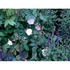 'Felicia' Rosa Moschata 'Felicia' (Moskusrose) A-Kvalitet,- Barrods Roser Min. 3 Grene -Sirius Butik fi5492 rosa moschata felicia f1a5