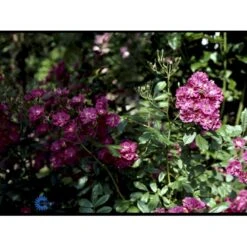 'Robin Hood' Rosa Moschata 'Robin Hood' (Moskusrose) A-Kvalitet,- Barrods Roser Min. 3 Grene -Sirius Butik fi5497 rosa moschata robin hood 5052