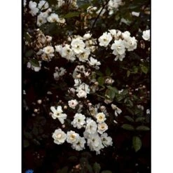 'Trier' Rosa Moschata 'Trier' (Moskusrose) A-Kvalitet,- Barrods Roser Min. 3 Grene -Sirius Butik fi5499 rosa moschata trier fc88