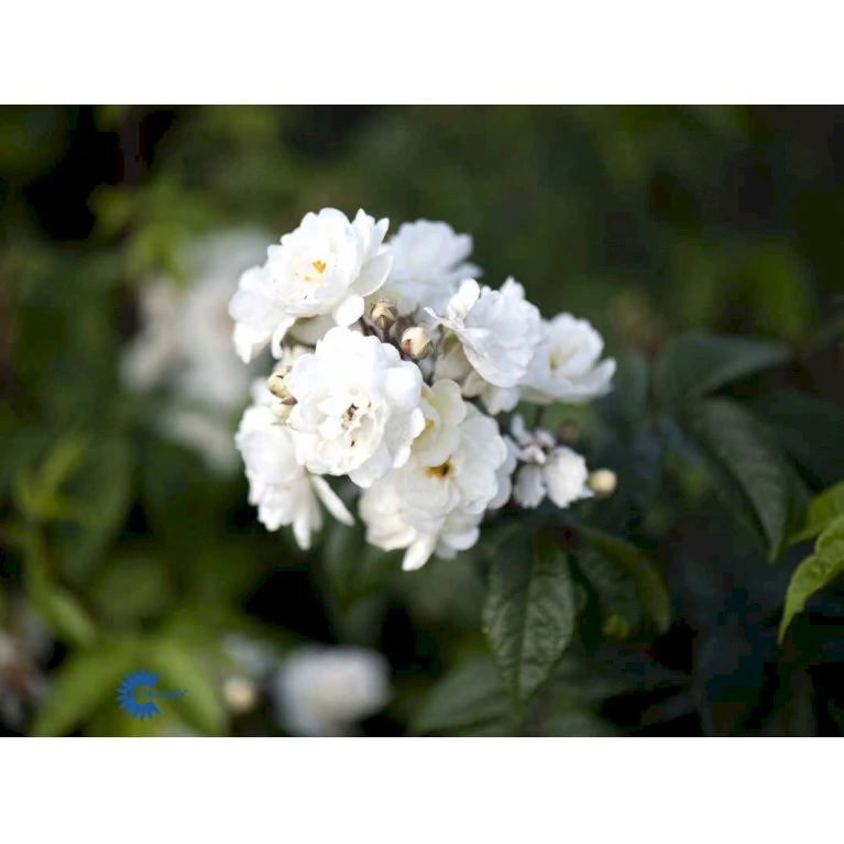 'Waterloo' Rosa X 'Waterloo' (Buskrose) A-Kvalitet,- Barrods Roser Min. 3 Grene 3 'Waterloo' Rosa X 'Waterloo' (Buskrose) A-Kvalitet,- Barrods Roser Min. 3 Grene - Billede 3