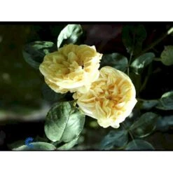 'Gloire De Dijon' Rosa Noisettana 'Gloire De Dijon' (Slyngrose) A-Kvalitet,- Barrods Roser Min. 3 Grene -Sirius Butik fi5519 rosa noisettana gloire de dijon 9af2