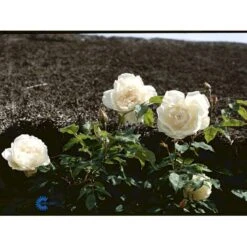 'Mme Alfred Carrière' Rosa Noisettana 'Mme Alfred Carrière' (Slyngrose) A-Kvalitet,- Barrods Roser Min. 3 Grene -Sirius Butik fi5520 rosa noisettana mme alfred carriere 6c39