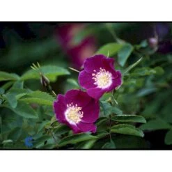 'Lina' Rosa Pendulina 'Lina' (Buskrose) A-Kvalitet,- Barrods Roser Min. 3 Grene 5 'Lina' Rosa Pendulina 'Lina' (Buskrose) A-Kvalitet,- Barrods Roser Min. 3 Grene -Sirius Butik fi5524 rosa pendula lina c8cc