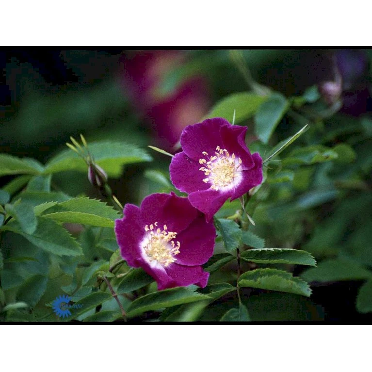 'Lina' Rosa Pendulina 'Lina' (Buskrose) A-Kvalitet,- Barrods Roser Min. 3 Grene 3 'Lina' Rosa Pendulina 'Lina' (Buskrose) A-Kvalitet,- Barrods Roser Min. 3 Grene - Billede 3