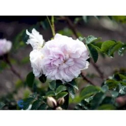 'Stanwell Perpetual' Rosa Pimpinellifolia 'Stanwell Perpetual' (Klitrose) A-Kvalitet,- Barrods Roser Min. 3 Grene -Sirius Butik fi5526 rosa pimpinell stanwell perpetual 8942