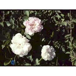 'Stanwell Perpetual' Rosa Pimpinellifolia 'Stanwell Perpetual' (Klitrose) A-Kvalitet,- Barrods Roser Min. 3 Grene -Sirius Butik fi5526 rosa pimpinell stanwell perpetual f2b7