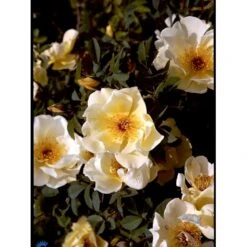 'Aicha' Rosa Pimpinellifolia 'Aicha' (Klitrose) A-Kvalitet,- Barrods Roser Min. 3 Grene -Sirius Butik fi5527 rosa pimpinellifolia aicha b489