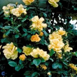 'Maigold'® Rosa Pimpinellifolia 'Maigold'® (Klitrose) A-Kvalitet,- Barrods Roser Min. 3 Grene -Sirius Butik fi5534 rosa pimpinellifolia maigold 8735