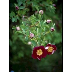 'Single Cherry' Rosa Pimpinellifolia 'Single Cherry' (Klitrose) A-Kvalitet,- Barrods Roser Min. 3 Grene -Sirius Butik fi5540 rosa pimpinellifolia single cherry 1e87