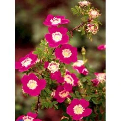 'Single Cherry' Rosa Pimpinellifolia 'Single Cherry' (Klitrose) A-Kvalitet,- Barrods Roser Min. 3 Grene -Sirius Butik fi5540 rosa pimpinellifolia single cherry 4da6