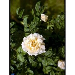 Rynket Rose 'Agnes' Rosa Rugosa 'Agnes' A-Kvalitet,- Barrods Roser Min. 3 Grene -Sirius Butik fi5558 rosa rugosa agnes 2979