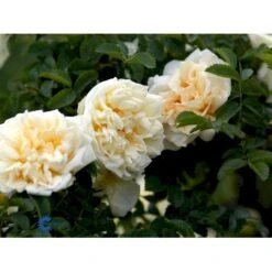 Rynket Rose 'Agnes' Rosa Rugosa 'Agnes' A-Kvalitet,- Barrods Roser Min. 3 Grene -Sirius Butik fi5558 rosa rugosa agnes 5b1f