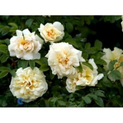 Rynket Rose 'Agnes' Rosa Rugosa 'Agnes' A-Kvalitet,- Barrods Roser Min. 3 Grene -Sirius Butik fi5558 rosa rugosa agnes fd9d