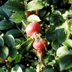 Rynket Rose 'Fru Dagmar Hastrup' Rosa Rugosa 'Fru Dagmar Hastrup' A-Kvalitet,- Barrods Roser Min. 3 Grene -Sirius Butik fi5562 rosa rugosa dagmar hastrup adce