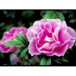 Rynket Rose 'Jens Munk' Rosa Rugosa 'Jens Munk' A-Kvalitet,- Barrods Roser Min. 3 Grene -Sirius Butik fi5568 rosa rugosa jens munk 2044