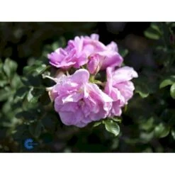 Rynket Rose 'Jens Munk' Rosa Rugosa 'Jens Munk' A-Kvalitet,- Barrods Roser Min. 3 Grene -Sirius Butik fi5568 rosa rugosa jens munk c1c1