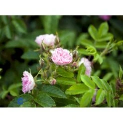 Rynket Rose 'Pink Grootendorst' Rosa Rugosa 'Pink Grootendorst' A-Kvalitet,- Barrods Roser Min. 3 Grene -Sirius Butik fi5575 rosa rugosa pink grootendorst 149c