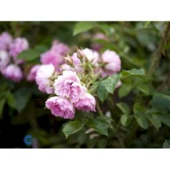 Rynket Rose 'Pink Grootendorst' Rosa Rugosa 'Pink Grootendorst' A-Kvalitet,- Barrods Roser Min. 3 Grene -Sirius Butik fi5575 rosa rugosa pink grootendorst 6c5b