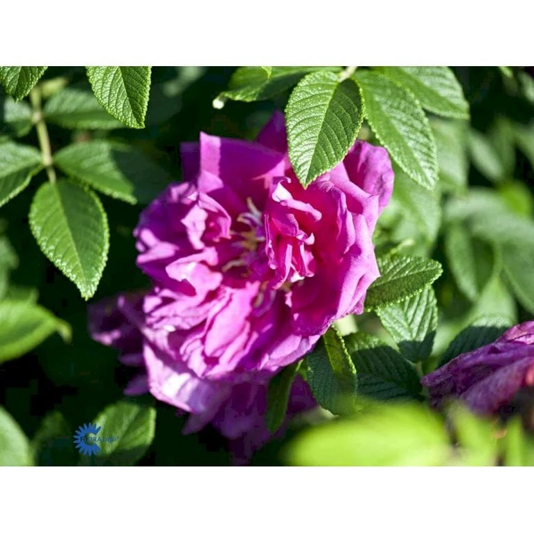 Rynket Rose 'Roseraie De L'Hay' Rosa Rugosa 'Roseraie De L'Hay' A-Kvalitet,- Barrods Roser Min. 3 Grene 3 Rynket Rose 'Roseraie De L'Hay' Rosa Rugosa 'Roseraie De L'Hay' A-Kvalitet,- Barrods Roser Min. 3 Grene - Billede 3