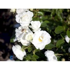 'Weisse Wolke'® Rosa X 'Weisse Wolke'® (Buketrose) A-Kvalitet,- Barrods Roser Min. 3 Grene -Sirius Butik fi5587 rosa rugosa weisse wolke 61d4