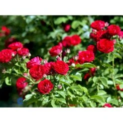 'Chevy Chase' Rosa Soyieana 'Chevy Chase' (Slyngrose) A-Kvalitet,- Barrods Roser Min. 3 Grene -Sirius Butik fi5595 rosa soyieana chevy chase 0355