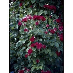 'Chevy Chase' Rosa Soyieana 'Chevy Chase' (Slyngrose) A-Kvalitet,- Barrods Roser Min. 3 Grene -Sirius Butik fi5595 rosa soyieana chevy chase 717c