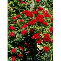 'Chevy Chase' Rosa Soyieana 'Chevy Chase' (Slyngrose) A-Kvalitet,- Barrods Roser Min. 3 Grene -Sirius Butik fi5595 rosa soyieana chevy chase 9910