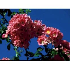 'Albertine' Rosa Wichuraiana 'Albertine' (Slyngrose) A-Kvalitet,- Barrods Roser Min. 3 Grene 13 'Albertine' Rosa Wichuraiana 'Albertine' (Slyngrose) A-Kvalitet,- Barrods Roser Min. 3 Grene -Sirius Butik fi5601 rosa wichuraiana alexandre girault 8f21