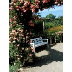 'Dorothy Perkins' Rosa Wichuraiana 'Dorothy Perkins' (Slyngrose) A-Kvalitet,- Barrods Roser Min. 3 Grene -Sirius Butik fi5602 rosa wichuraiana dorothy perkins b024