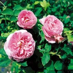 'Louise Odier' Rosa Bourboniana 'Louise Odier' (Bourbonrose) A-Kvalitet,- Barrods Roser Min. 3 Grene 13 'Louise Odier' Rosa Bourboniana 'Louise Odier' (Bourbonrose) A-Kvalitet,- Barrods Roser Min. 3 Grene -Sirius Butik fi5609 rosa x borboniana louise odier 6b95