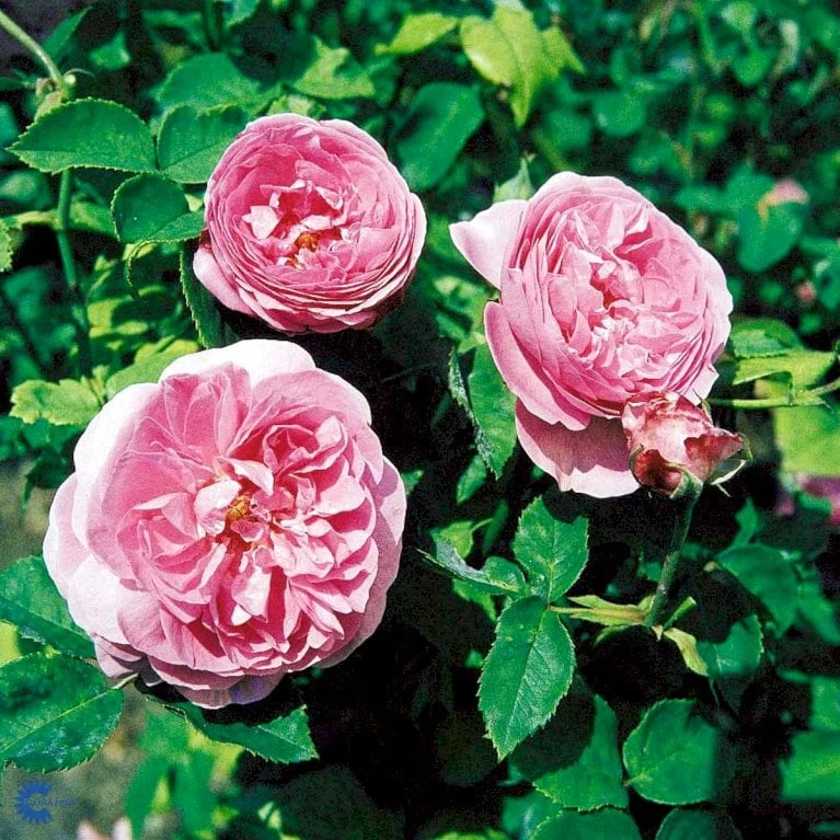 'Louise Odier' Rosa Bourboniana 'Louise Odier' (Bourbonrose) A-Kvalitet,- Barrods Roser Min. 3 Grene 7 'Louise Odier' Rosa Bourboniana 'Louise Odier' (Bourbonrose) A-Kvalitet,- Barrods Roser Min. 3 Grene - Billede 7